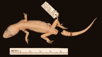 Media type: image;   Herpetology R-3252